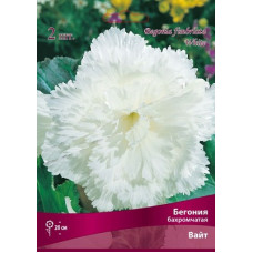 Бегония Вайт (бахромчатая)