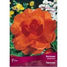 Бегония Ориндж (махровая)
