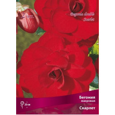 Бегония Скарлет (махровая)
