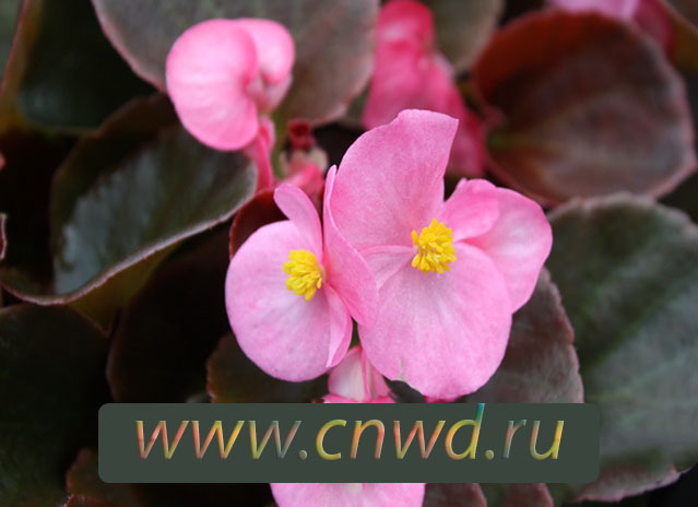 Рассаду бегонии розовой краснолистной купить с доставкой в интернет ...