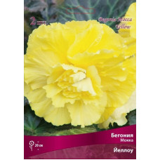 Бегония Йеллоу (Мокка)