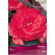 Бегония Ред (Мокка)