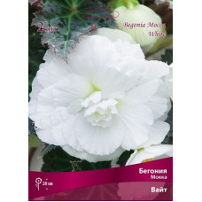 Бегония Вайт (Мокка)