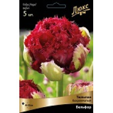 Тюльпан Бельфор (бахромчатый)