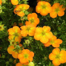 Лапчатка кустарниковая Белла Сол (Серия Люкс)