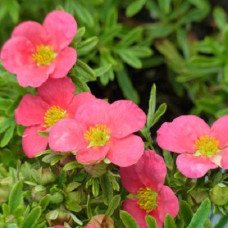 Лапчатка кустарниковая Беллисима (Серия Люкс)