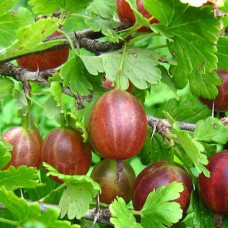 Крыжовник Белорусский красный