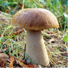 Белый гриб (мицелий на компосте, 60 мл)