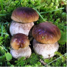 Белый гриб сосновый (мицелий на компосте, 60 мл)