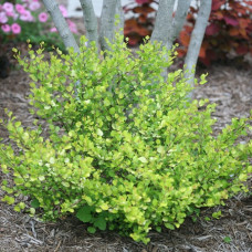 Береза карликовая Голден Трэжа