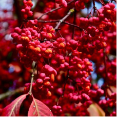 Бересклет европейский Ред Каскад