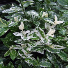 Бересклет Форчуна Харлеквин