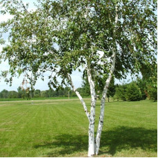 Береза бумажная