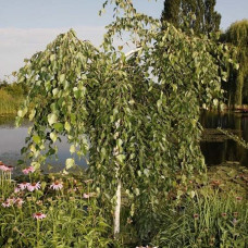 Береза полезная Лонг Транк