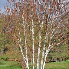 Береза полезная Жакмана