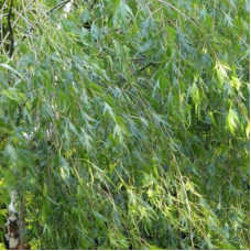 Береза повислая