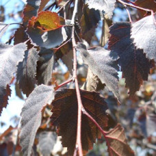 Береза повислая Кримсон фрост