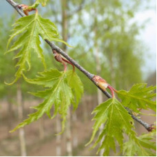 Береза повислая Лациниата