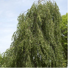 Береза повислая Тристис