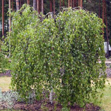 Береза повислая Юнги