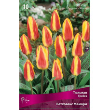 Тюльпан Бетховенс мемори