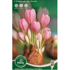 Безвременник Лилэк Вандэ