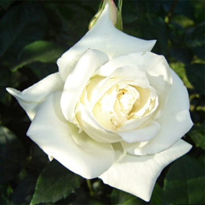 Роза чайно-гибридная Бианка