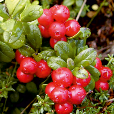 Клюква крупноплодная Биг Перл