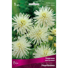 Георгина Плая-Бланка (кактусовая)