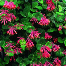 Жимолость Брауна Бланш Сэндмэн