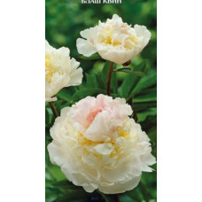 Пион травянистый Блаш Квин