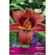 Лилейник гибридный Блэк Принц
