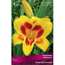 Лилейник гибридный Блэк Айд Сьюзан