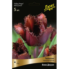 Тюльпан Блек Джуэл (Серия Люкс)