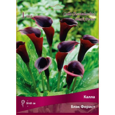 Калла Блэк Форист