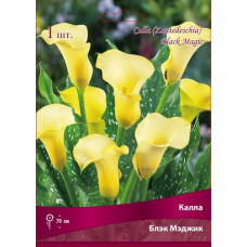 Калла Блэк Мэджик