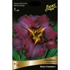 Лилейник гибридный Блэк Стокингз