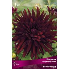 Георгина Блэк Визард (полукактусовая)