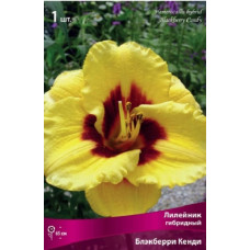 Лилейник гибридный Блэкберри Кенди