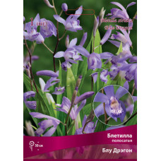 Блетилла полосатая Блу Дрэгон 