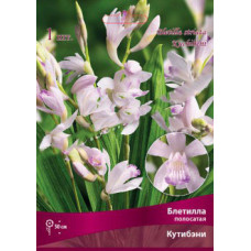 Блетилла полосатая Кутибэни 