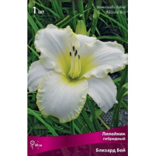 Лилейник гибридный Близард Бей