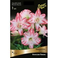 Амариллис Блоссом Пикок