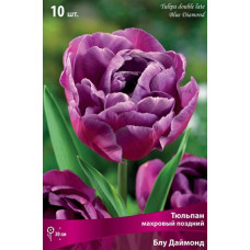 Тюльпан Блу Даймонд