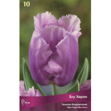 Тюльпан Блу Херон 