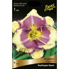 Лилейник гибридный Блуберри Крим