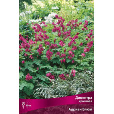 Дицентра Адриан Блюм (красивая)