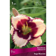 Лилейник гибридный Бодэ Мьюзик