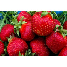 Земляника (клубника) садовая Богота