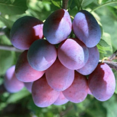 Слива Болховчанка